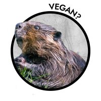 vanilla is not vegan if flavoring comes from beavers