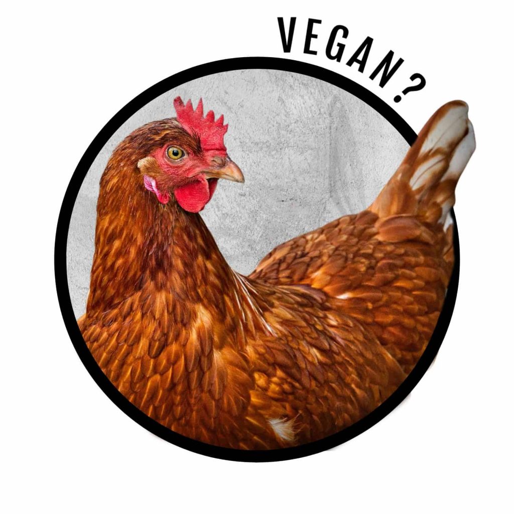 Is chicken vegan? 